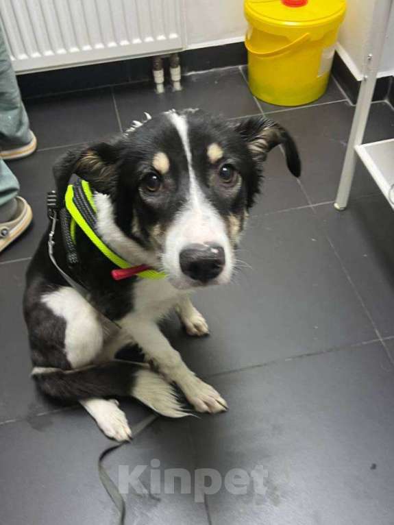 Собаки в Москве: передумали и вернули в приют Шафранку Девочка, Бесплатно - фото 2