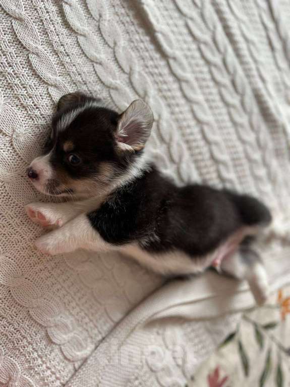 Собаки в Челябинске: Щенок Вельш корги пемброк Мальчик, 60 000 руб. - фото 3