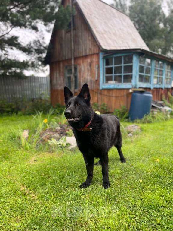 Собаки в Новосибирске: Щенки  немецкой черной  овчарки Девочка, 25 000 руб. - фото 4