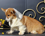 Собаки в Москве: вельш корги пемброк щенки от Интерчемпиона Девочка, 70 000 руб. - фото 7