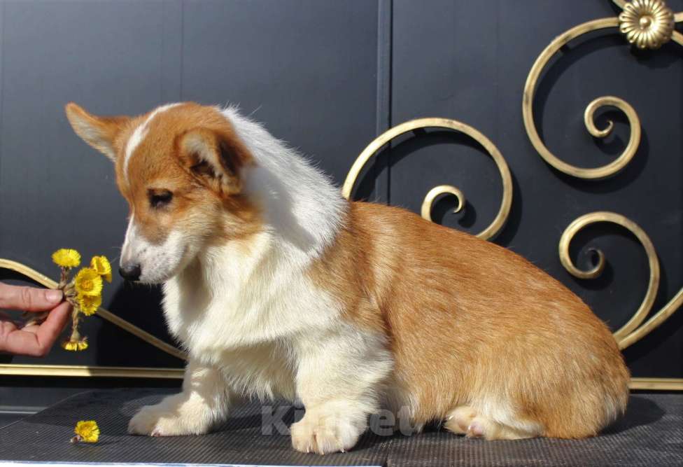Собаки в Москве: вельш корги пемброк щенки от Интерчемпиона Девочка, 70 000 руб. - фото 7
