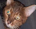 Кошки в Сарове: Вязка, 5 000 руб. - фото 2
