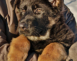 Собаки в других городах Московской области: Щенки немецкой овчарки рабочего разведения РКФ Мальчик, Бесплатно - фото 10