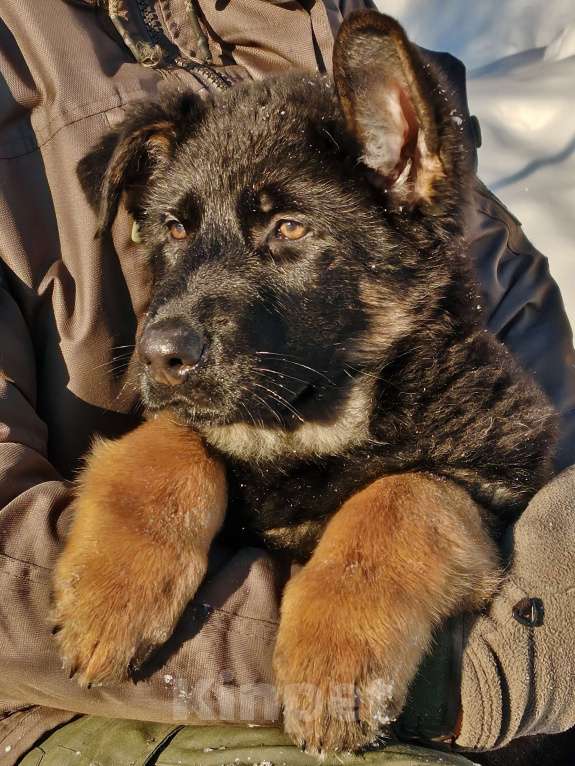 Собаки в других городах Московской области: Щенки немецкой овчарки рабочего разведения РКФ Мальчик, Бесплатно - фото 10