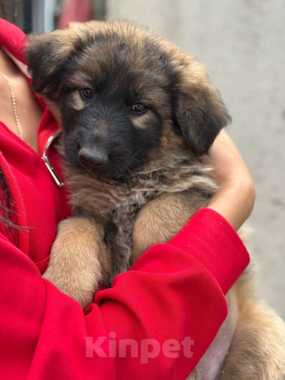 Собаки в Казани: Щенок немецкой овчарки  Девочка, 20 000 руб. - фото 3