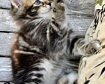 Кошки в Перми: Чудесные чистокровные сибирские котята Мальчик, 45 000 руб. - фото 4