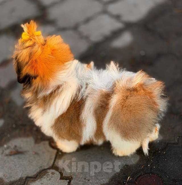 Собаки в Санкт-Петербурге: Ши-тцу мини Девочка, 45 000 руб. - фото 6