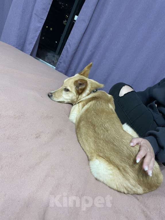 Собаки в Кудрово: В добрые руки, замечательный мальчик!!!  Мальчик, Бесплатно - фото 5