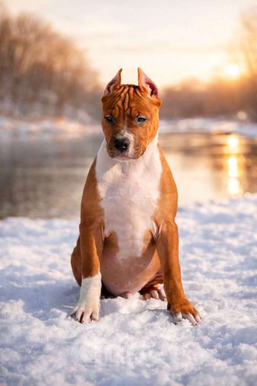 Собаки в Москве: Красивый мальчик амстаффа Мальчик, 60 000 руб. - фото 2