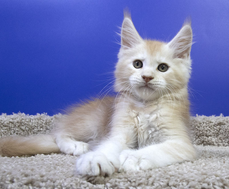 Кошки в Москве: Котенок Мейн Кун Мальчик, Бесплатно - фото 5