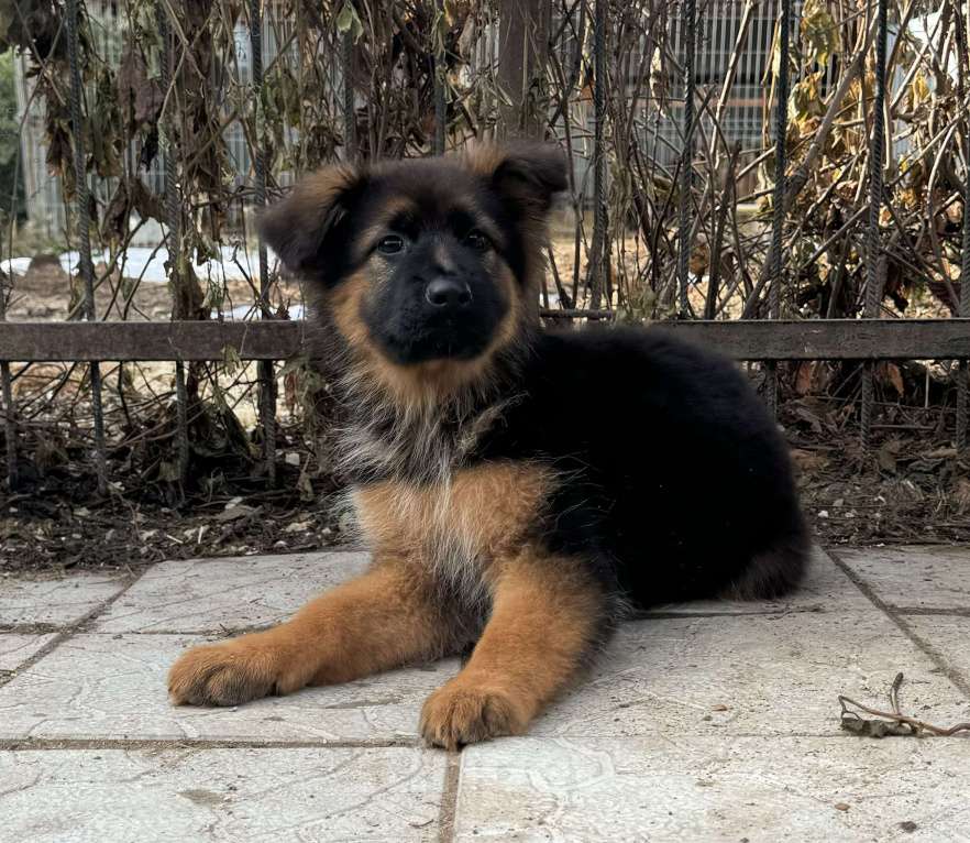 Собаки в Богдане: Щенки немецкой овчарки Мальчик, 50 000 руб. - фото 4