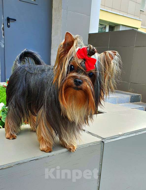 Собаки в Москве: МАЛЬЧИК МЕЛКИЙ СТАНДАРТ РКФ Мальчик, 40 руб. - фото 10