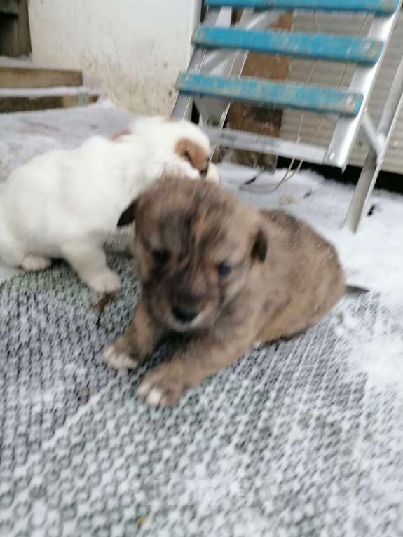 Собаки в других городах Ленинградской области: Щенок-девочка,1 месяц Девочка, Бесплатно - фото 2