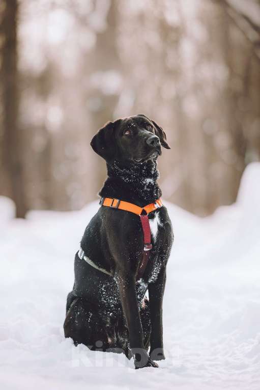 Собаки в Москве: Собака бесплатно в Москве Девочка, Бесплатно - фото 3