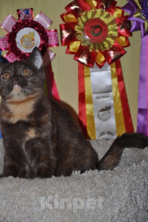 Кошки в Москве: Скоттиш-страйт Девочка, 8 000 руб. - фото 3