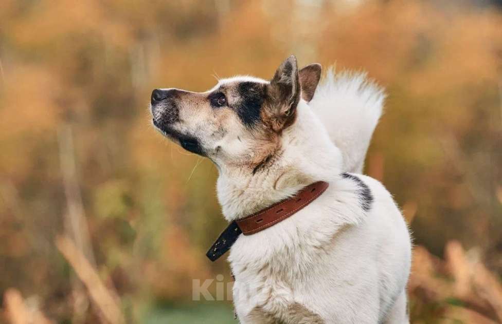 Собаки в Сергиеве Посаде: Айс якутенок в добрые руки Мальчик, Бесплатно - фото 6