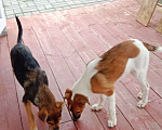 Собаки в Феодосии: Щенок в добрые руки!  Мальчик, 1 руб. - фото 2