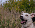 Собаки в Москве: Метис инуита в добрые руки Девочка, Бесплатно - фото 4