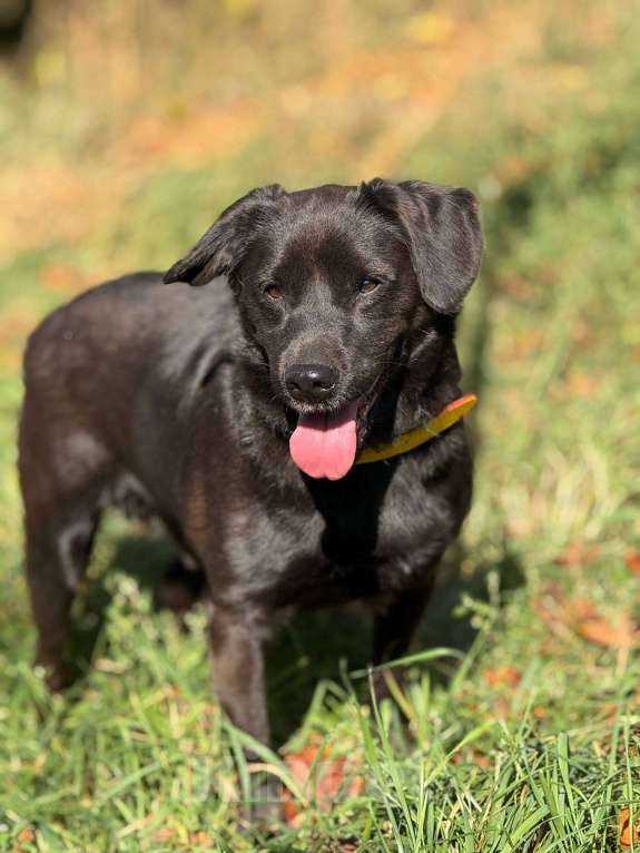 Собаки в Москве: Щенок Марио Мальчик, Бесплатно - фото 9