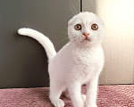 Кошки в Москве: Белый вислоухий котенок-шотландец Мальчик, Бесплатно - фото 1