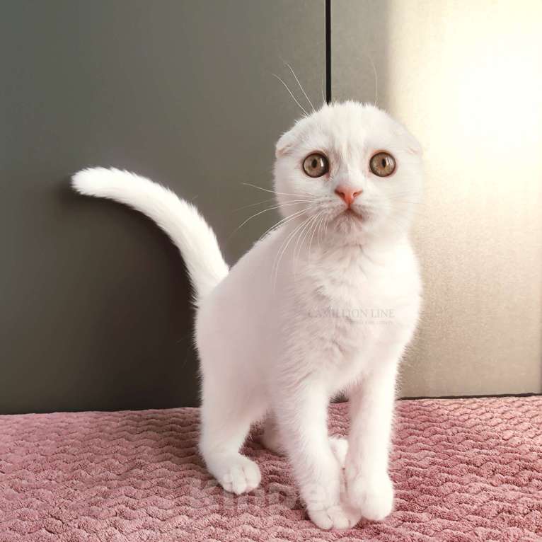 Кошки в Москве: Белый вислоухий котенок-шотландец Мальчик, Бесплатно - фото 1