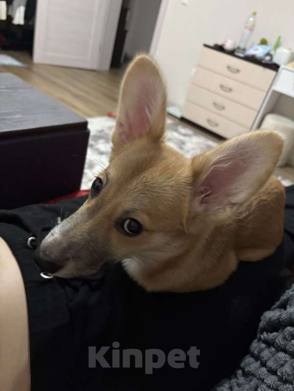 Собаки в Москве: Отдам собачку добрые руки Девочка, Бесплатно - фото 1