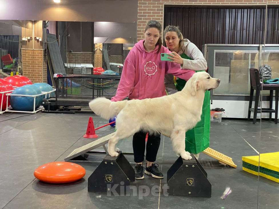 Собаки в Ставрополе: Золотистый ретривер-титулованный кобель на вязку Мальчик, 45 000 руб. - фото 4