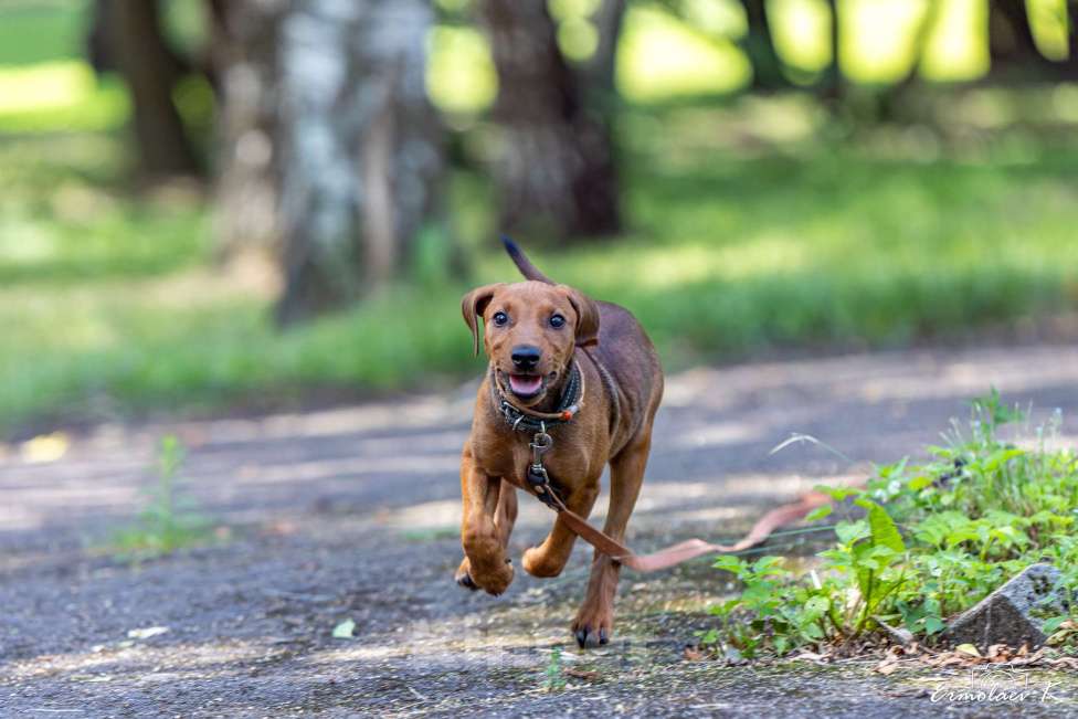 Собаки в Подольске: Щенок немецкого пинчера Девочка, 65 000 руб. - фото 2