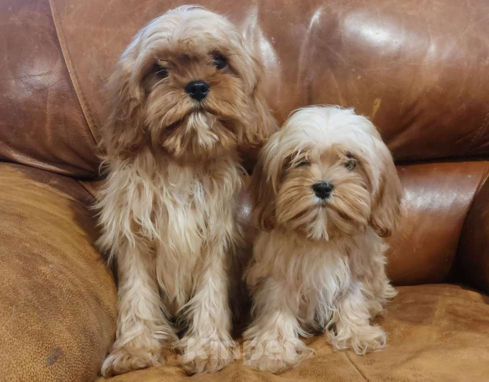 Собаки в Санкт-Петербурге: Щенки кавапу Разнополые, 50 000 руб. - фото 2