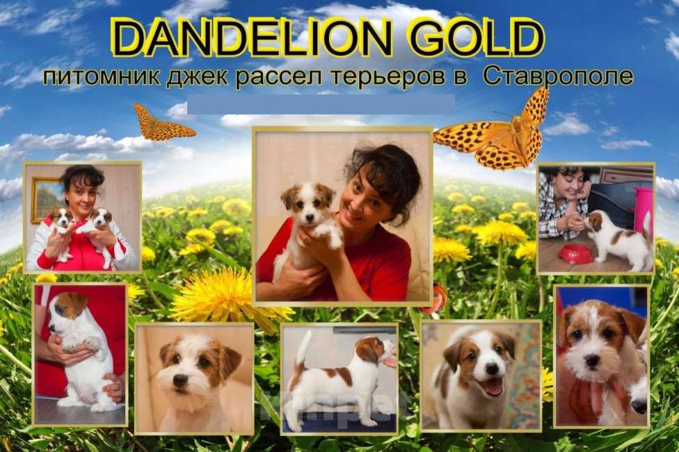 Собаки в Ставрополе: Высокопородные   щенки джек рассел  терьера  Мальчик, 35 000 руб. - фото 1