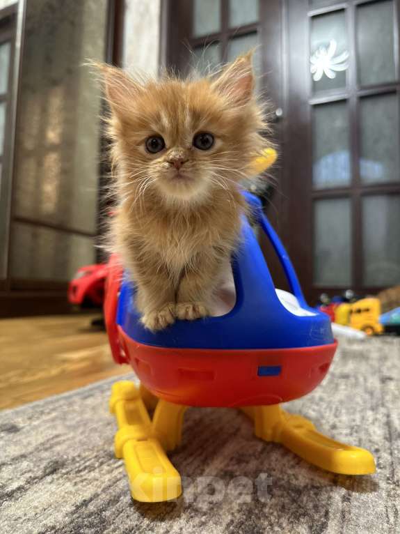 Кошки в Москве: Малышка мейн кун Девочка, Бесплатно - фото 2