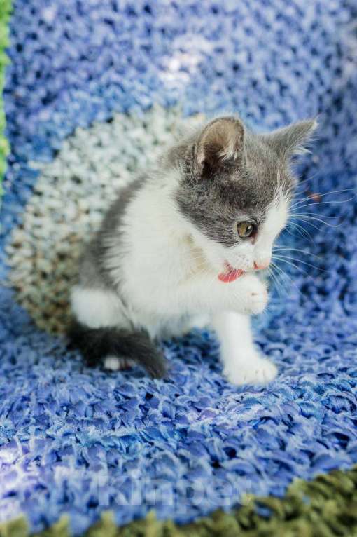 Кошки в Магнитогорске: Две красивые и ласковые сестрички ищут дом!  Девочка, Бесплатно - фото 4