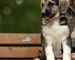 Собаки в Москве: 🐶 Стеша ищет свою семью! 🐶 Девочка, Бесплатно - фото 1