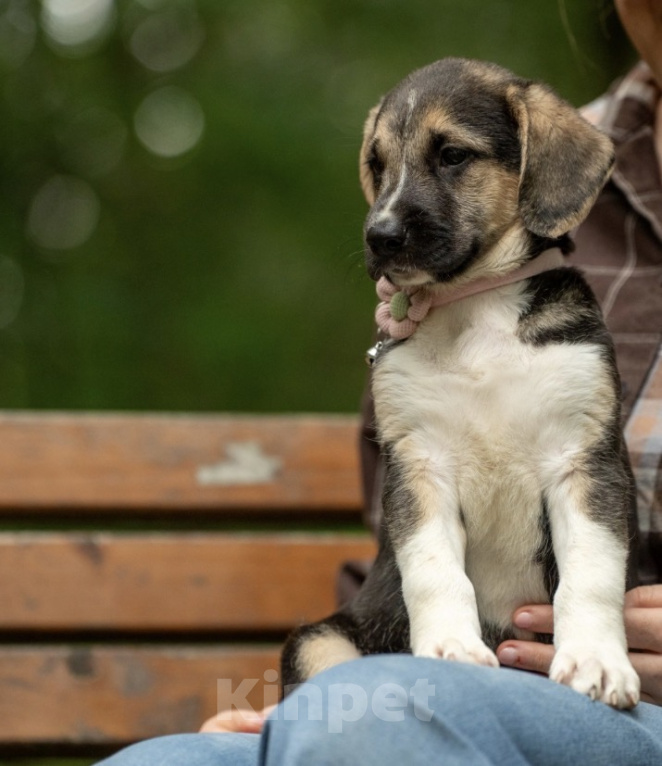 Собаки в Москве: 🐶 Стеша ищет свою семью! 🐶 Девочка, Бесплатно - фото 1