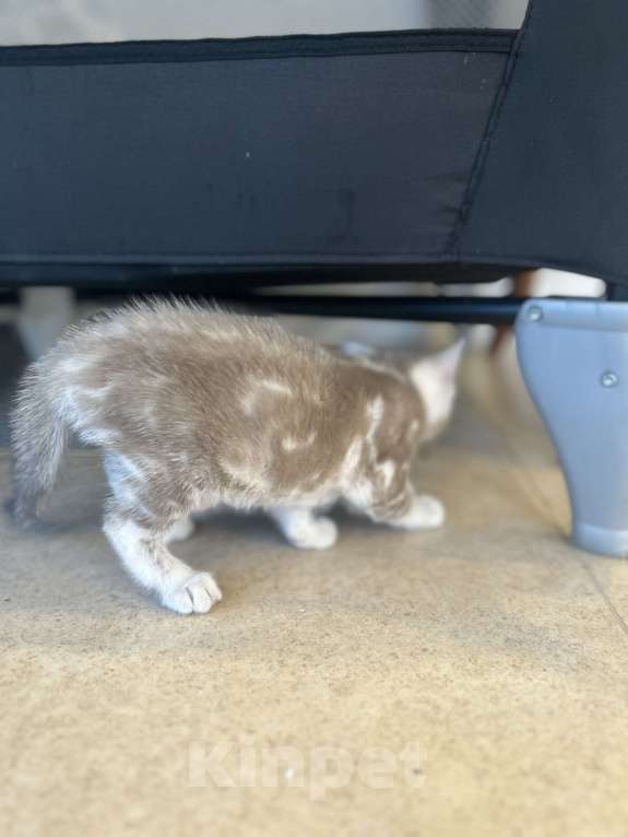 Кошки в Казани: Минк мраморный Мальчик  Мальчик, 20 000 руб. - фото 2