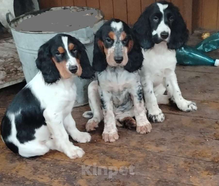Собаки в других городах Московской области: Щенки русского охотничьего спаниеля Мальчик, 55 000 руб. - фото 2