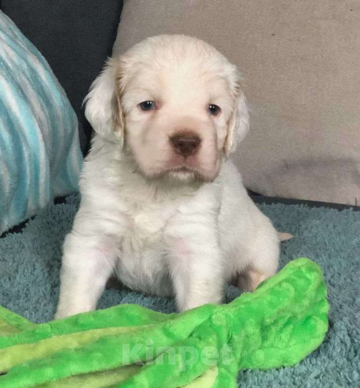 Собаки в Москве: Цезарь из Уникальной Коллекции Мальчик, Бесплатно - фото 4