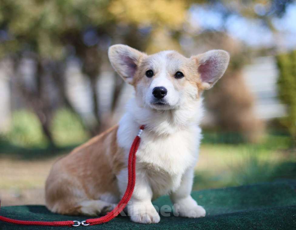 Собаки в Донецке: Продаются щенки вельш корги пемброк Девочка, 75 000 руб. - фото 3