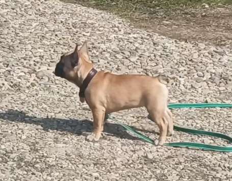 Собаки в Москве: Рыжая девчушка Девочка, 40 000 руб. - фото 3