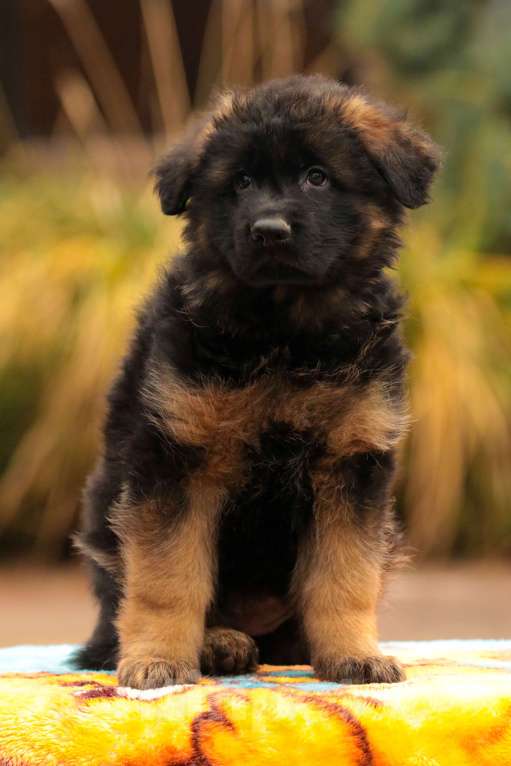 Собаки в Раменском: Перспективная девчушка.  Девочка, 50 000 руб. - фото 2