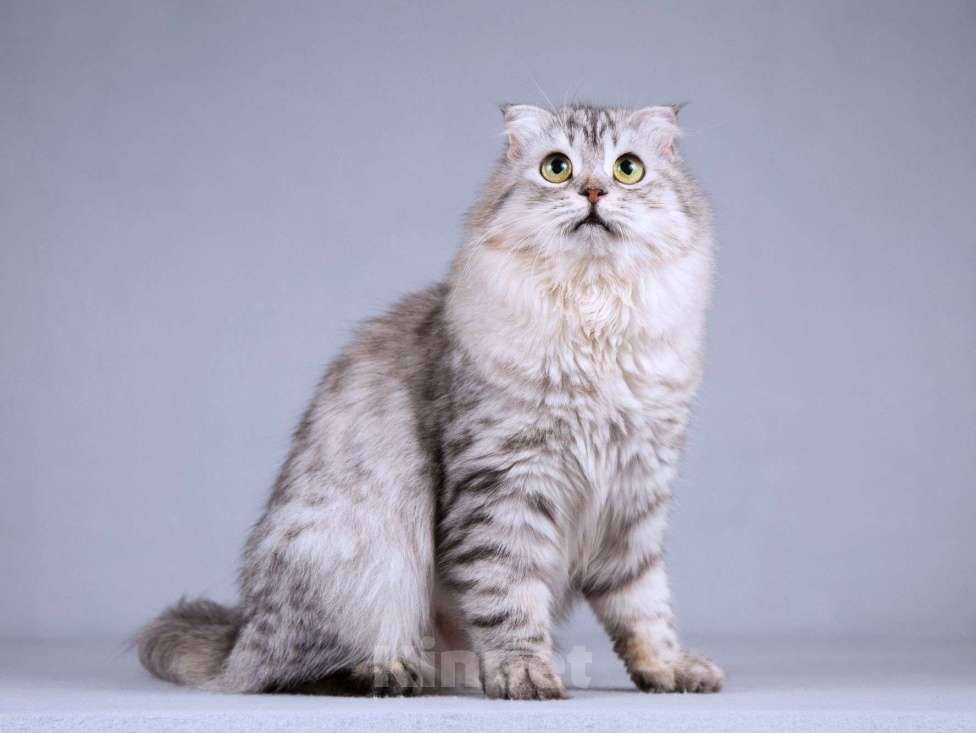 Кошки в Москве: Нежная ласковая кошечка Сирень в добрые руки Девочка, Бесплатно - фото 2