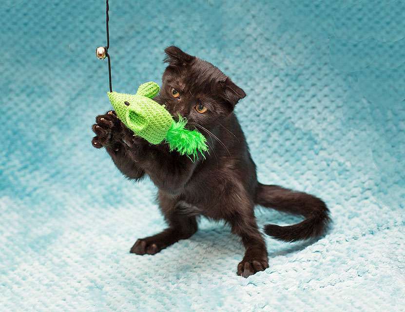 Кошки в Москве: Роскошный черный котенок Марио, метис шотландской вислоухой ищет дом Мальчик, 10 руб. - фото 6