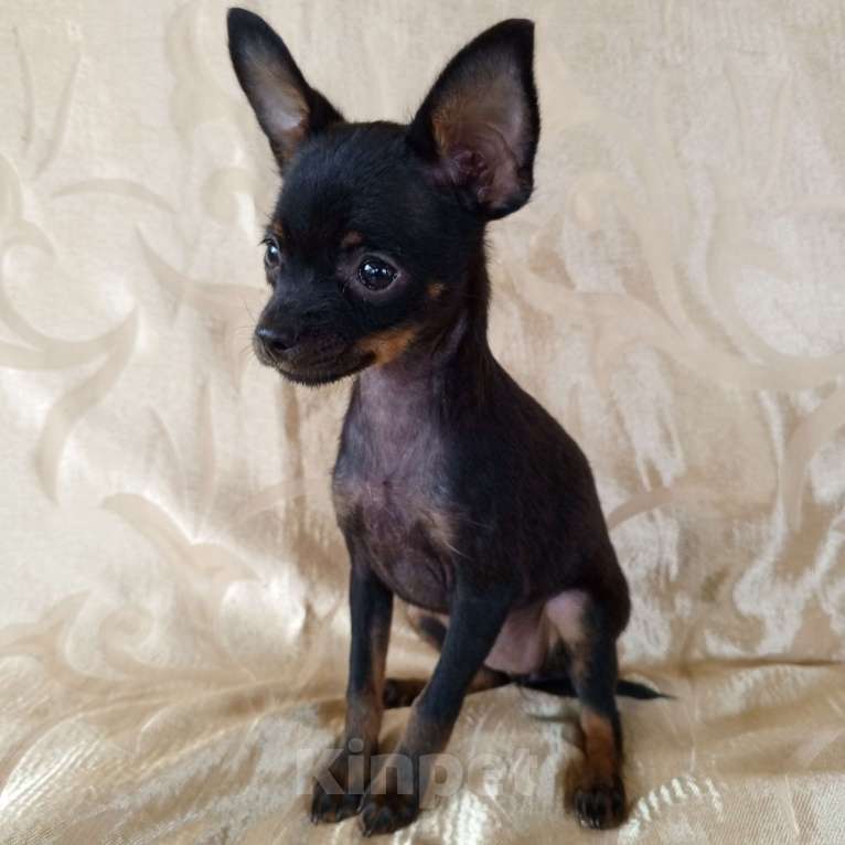 Собаки в Санкт-Петербурге: Гладкошёрстные щенки  Мальчик, 30 000 руб. - фото 3