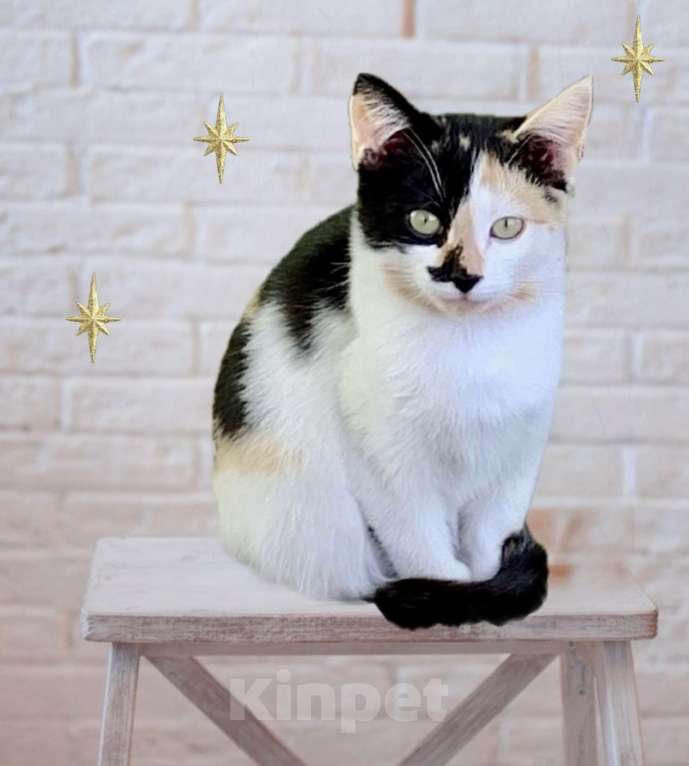 Кошки в Санкт-Петербурге: Котенок подросток Тася ищет дом  Девочка, Бесплатно - фото 1