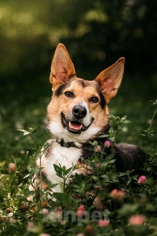 Собаки в Москве: Красавец Ник ищет дом Мальчик, Бесплатно - фото 9