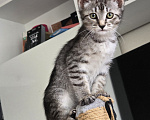 Кошки в Москве: Котятки 2,5 месяца Мальчик, Бесплатно - фото 2