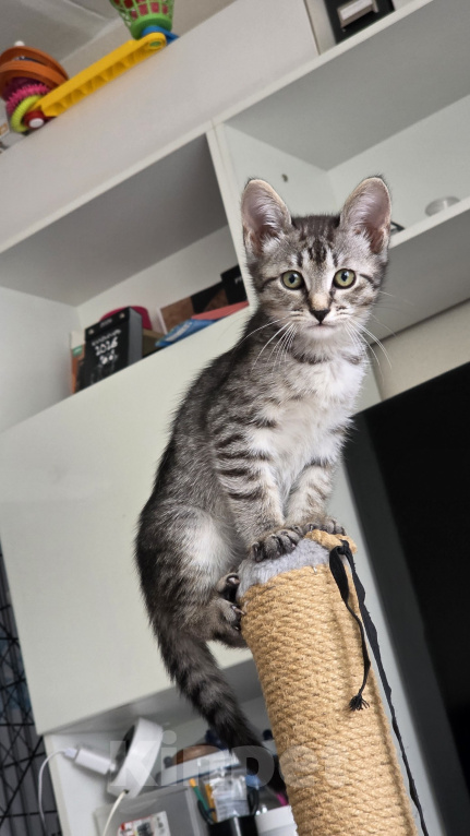 Кошки в Москве: Котятки 2,5 месяца Мальчик, Бесплатно - фото 2