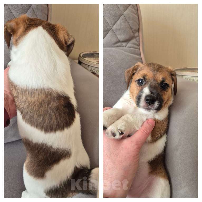 Собаки в Архангельске: Джек -Рассел -Терьер Мальчик, Бесплатно - фото 5