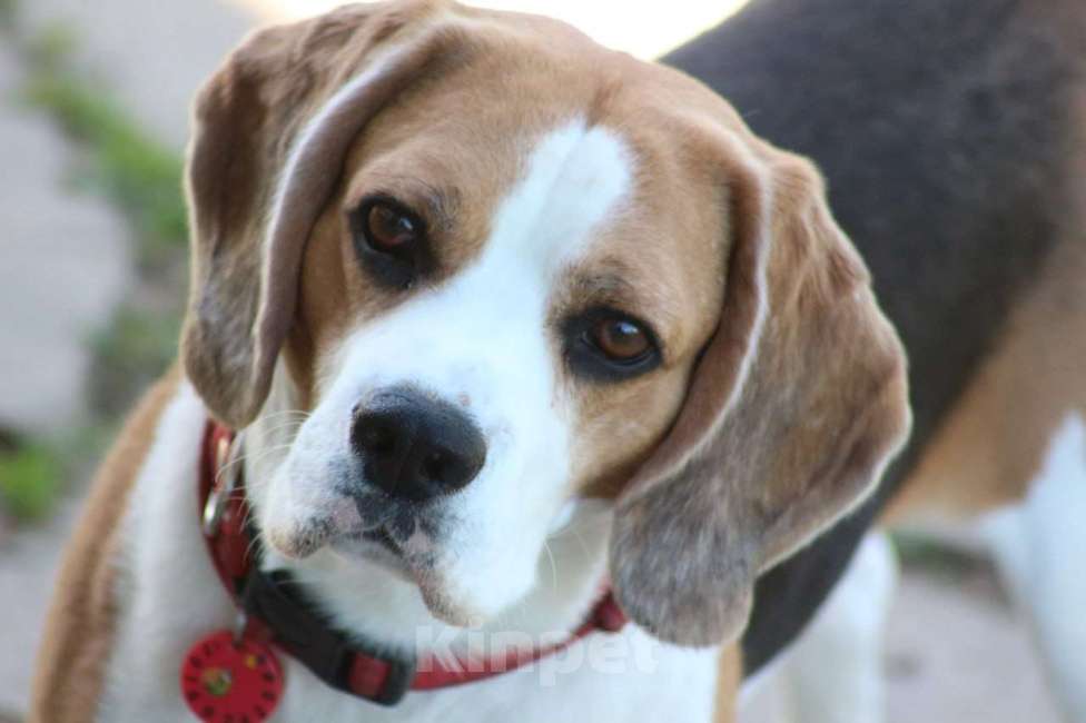 Собаки в Москве: Кобель для вязки Мальчик, Бесплатно - фото 3