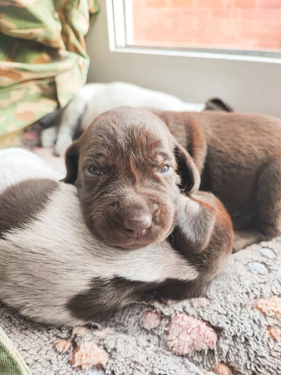 Собаки в Твери: Щенки курцхаара Девочка, 20 руб. - фото 2